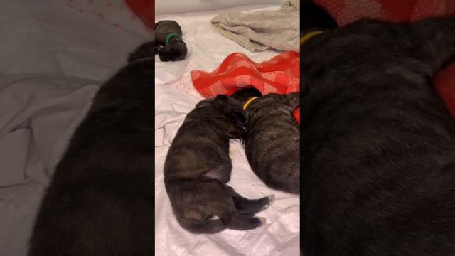 Крепкий сон малышей