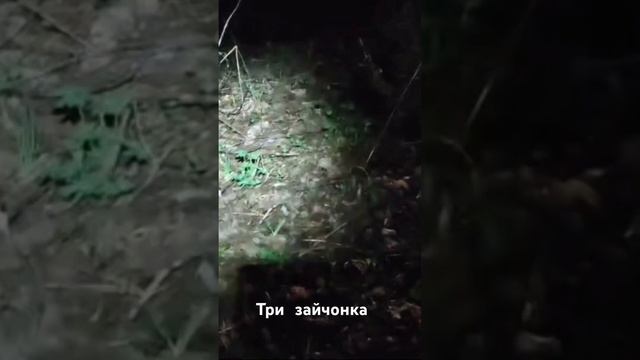 Зайки на прогулке смотреть онлайн