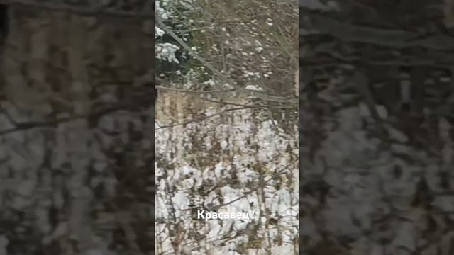 Лось - богатырь!!! смотреть онлайн
