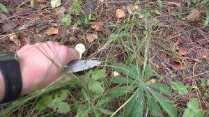 ПО ГРИБЫ! Пошли полянки грибов! Дождь идёт И ГРИБЫ ИДУТ!