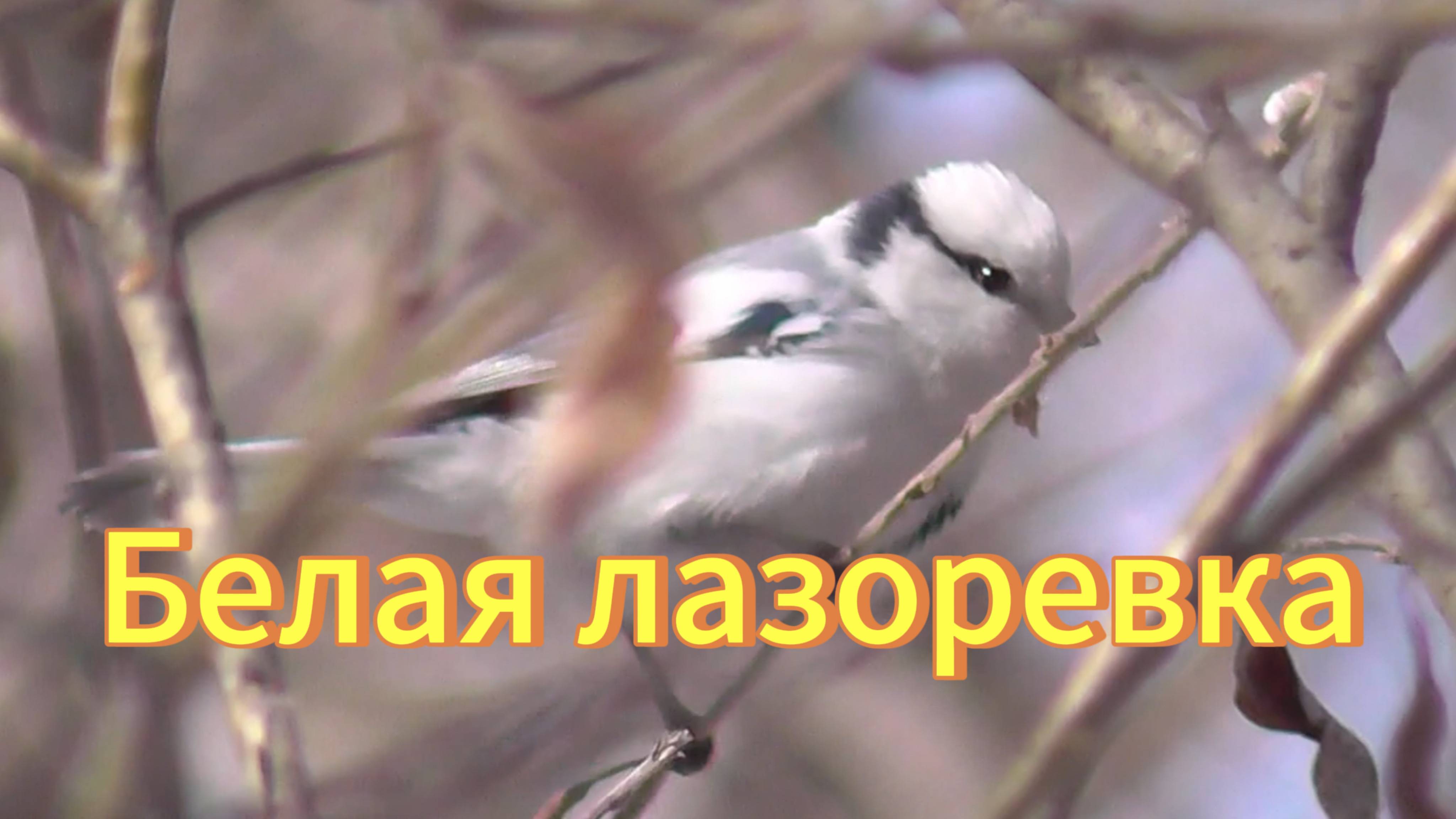 Князек. Белая лазоревка. (Cyanistes cyanus)Птицы Сибири. смотреть онлайн