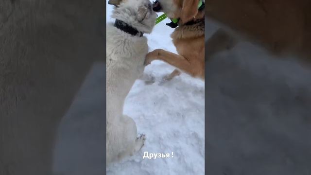 Собачьи радости! смотреть онлайн
