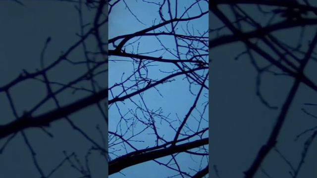 Возвращение уток домой! смотреть онлайн