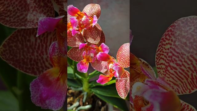 Phal. Joy Fairy Tale бабочка и трилипс | Групповая посадка ароматных восковых азиатских орхидей смотреть онлайн