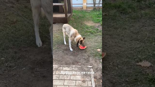 До чего же сладко! смотреть онлайн