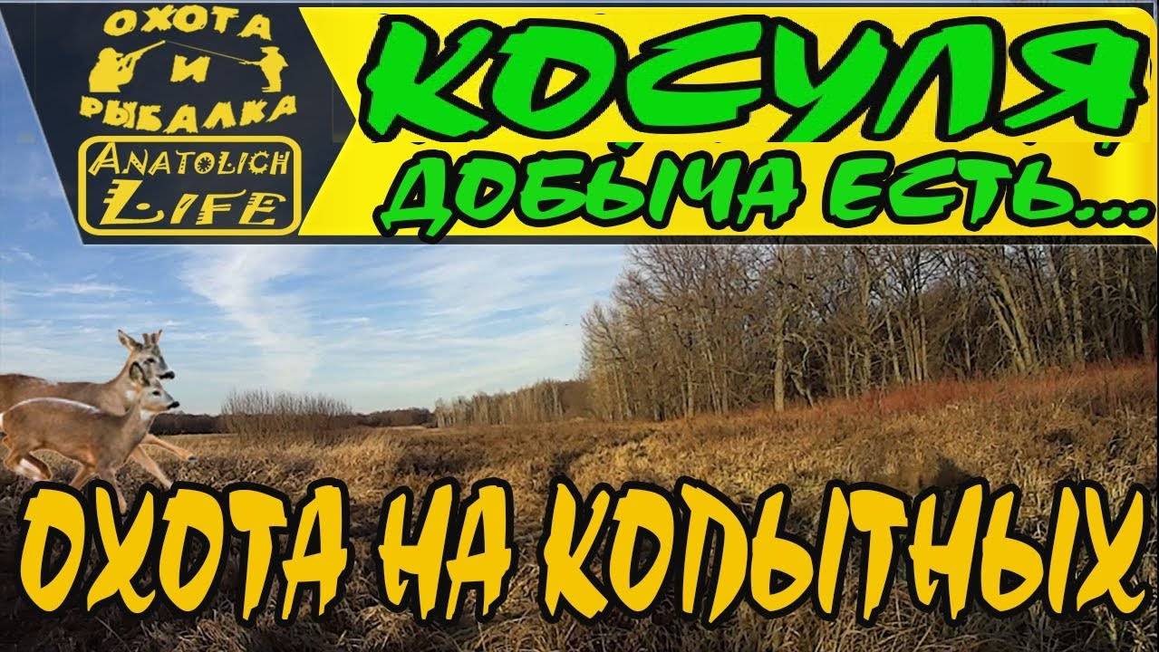 Косуля есть! #Охота ! Первый трофей! смотреть онлайн