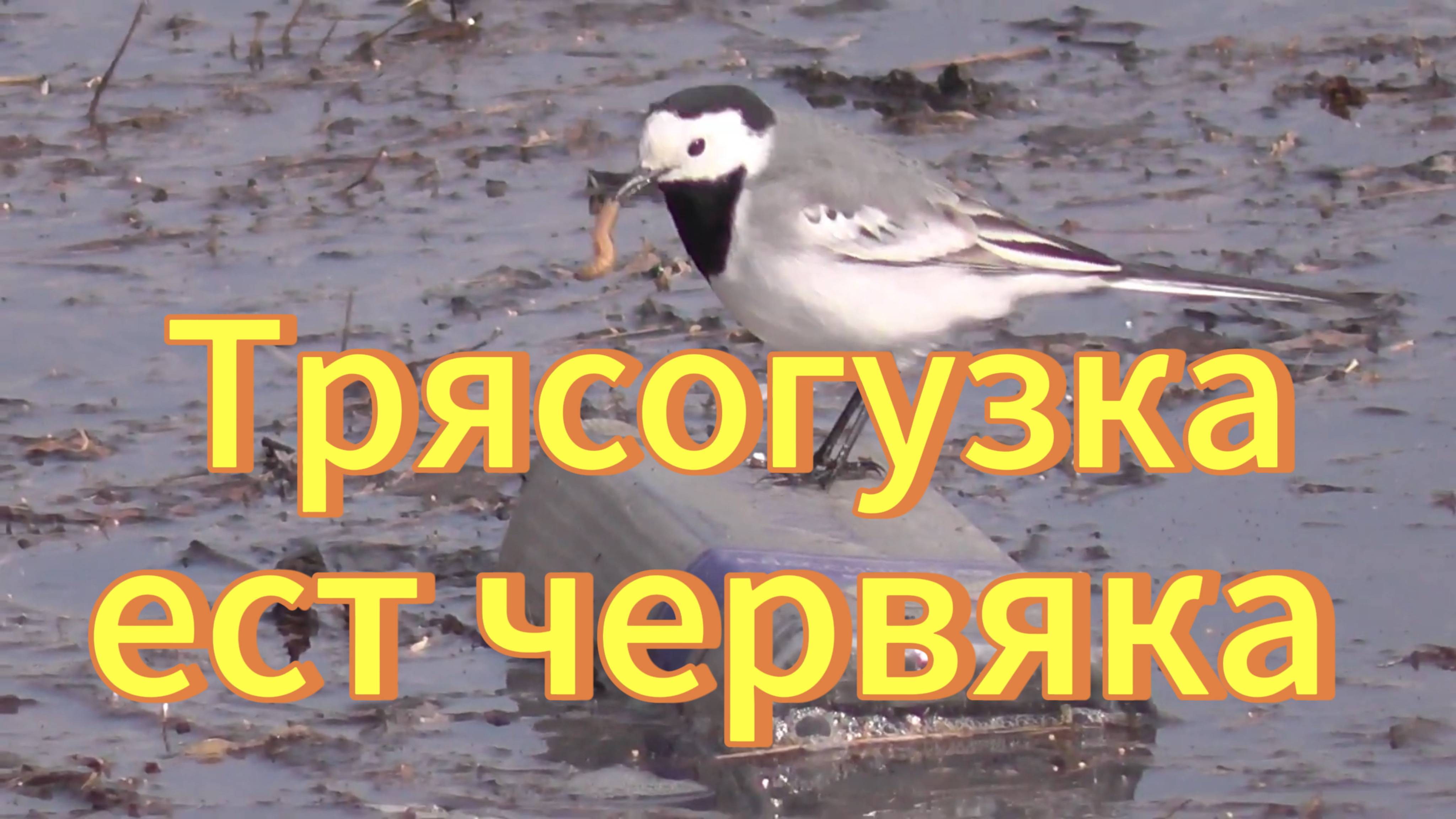 Трясогузка проглотила червяка. Белая трясогузка. Птицы Сибири. Река Обь пригород Новосибирска. смотреть онлайн