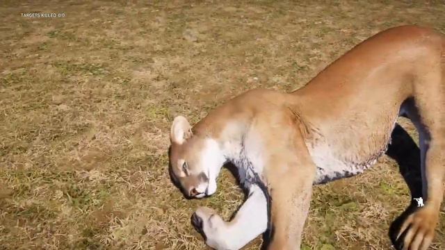 Boar Fighting Off Predators (Far Cry 5) смотреть онлайн
