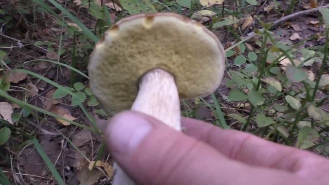 Пошёл в лес и НАШЁЛ КРАСИВЫЕ БЕЛЫЕ ГРИБЫ! Лес и грибы! смотреть онлайн