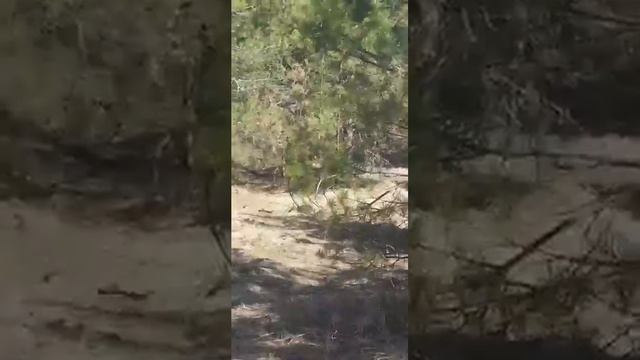 Детки в гнезде! смотреть онлайн