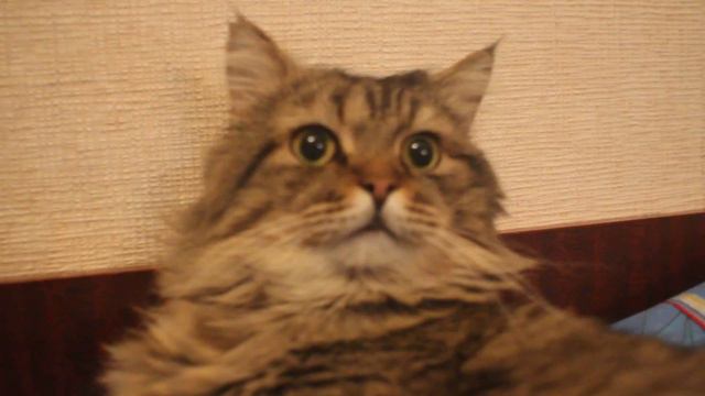 MVI_0238.MOV смотреть онлайн