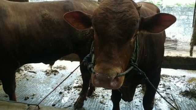 SAPI QURBAN ARTIS IBUKOTA KIRA2 SIAPA YA | MIRIP REYMOND SETIA FARM смотреть онлайн