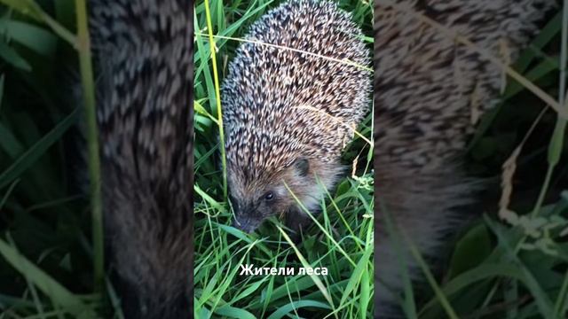 Жители леса! смотреть онлайн