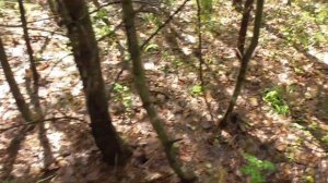 СКАЗОЧНЫЙ поход по ГРИБЫ! ИЮЛЬ 2019.