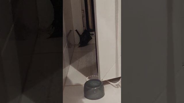 Он улетел,но обещал вернуться. Летучая мышь в одной из квартир Балашихи. смотреть онлайн