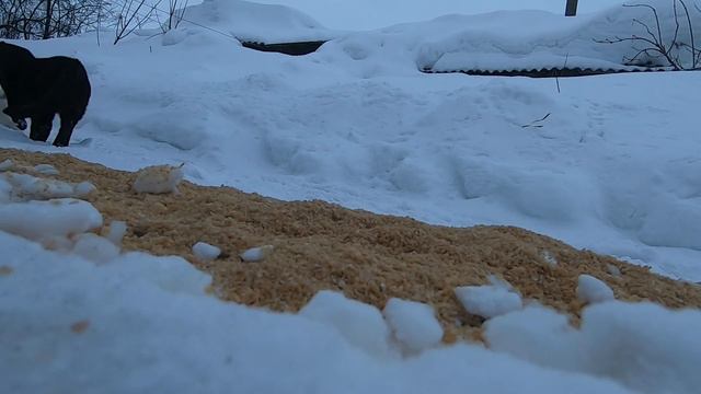 Коты 29032022 смотреть онлайн
