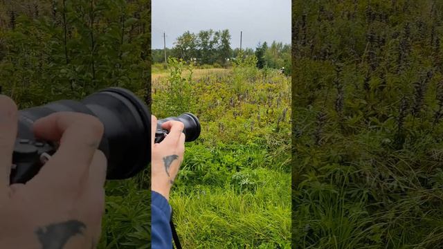 Продолжается реализация проекта Корень лесной науки. Фильм смотреть онлайн