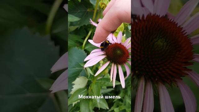 Грациозный шмель смотреть онлайн