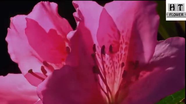 Flowers /Flower / blooming / time-lapse / flowers exhibition / flowers images / meaning of flowers смотреть онлайн