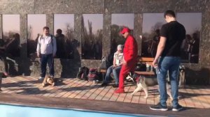 Один из способов научить собаку ходить рядом