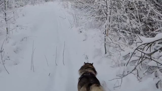 The Incredible Story of Humans and Dogs Thriving in the North American Arctic смотреть онлайн