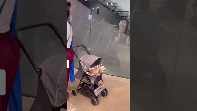 СОБАКИ ВМЕСТО ДЕТЕЙ? смотреть онлайн