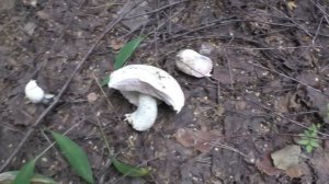 ЭТО КАК?! ВСТРЕТИЛИ ГРИБНИКА, А У НЕГО ПОЛНЫЕ КОРЗИНЫ ГРИБОВ!!! mushrooms