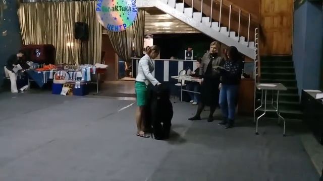 кобельюниор смотреть онлайн