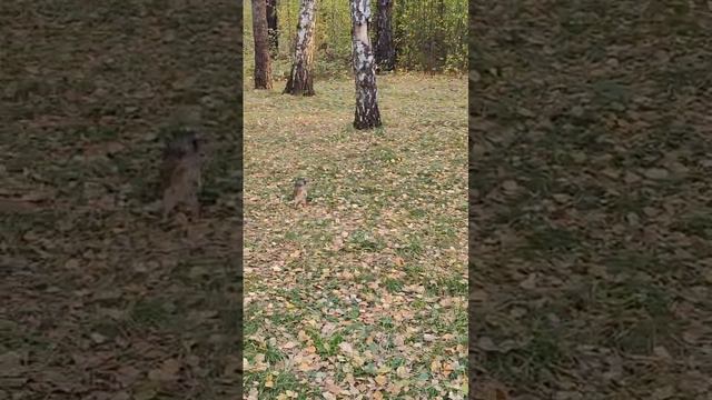 Белочка.mp4 смотреть онлайн
