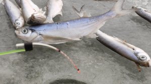 ЗИМНЯЯ РЫБАЛКА НА УДОЧКИ - ЛОВЛЯ ЧЕХОНИ ЗИМОЙ СО ЛЬДА