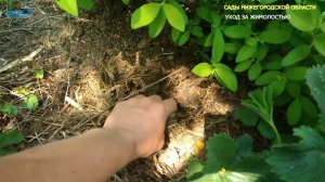 Уход за жимолостью.Мульчируем жимолость