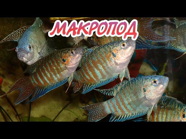 МАКРОПОД. СОДЕРЖАНИЕ И РАЗВЕДЕНИЕ В АКВАРИУМЕ. смотреть онлайн