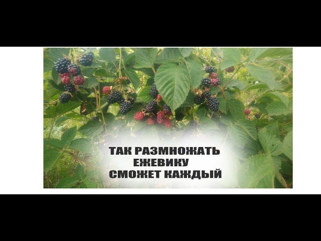 Размножение ежевики самым простым способом.Выращивание саженцев ежевики смотреть онлайн