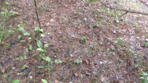 В ЛЕС по ГРИБЫ с БАБУШКОЙ! Лес и ГРИБЫ!