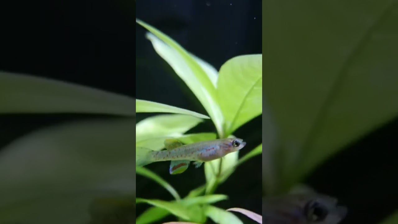 Малёк Афиосемион Гарднера подрос смотреть онлайн