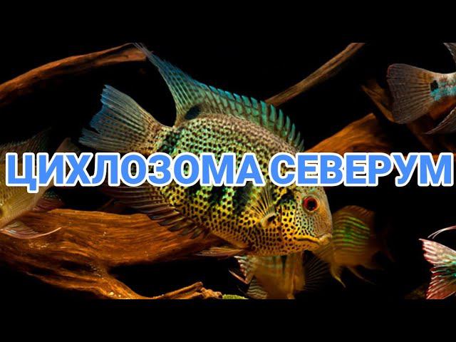 ЦИХЛОЗОМА СЕВЕРУМ. СОДЕРЖАНИЕ В АКВАРИУМЕ смотреть онлайн
