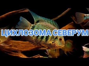ЦИХЛОЗОМА СЕВЕРУМ. СОДЕРЖАНИЕ В АКВАРИУМЕ