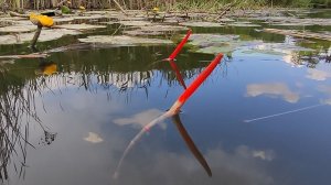 РЫБАЛКА НА ПОПЛАВОК - поймал 6 видов рыбы и не только. Летняя рыбалка на удочки