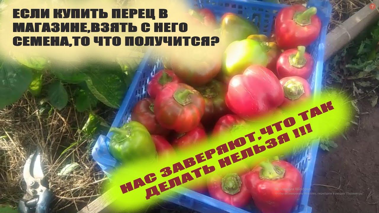 Посадка семян из покупного перца.Правда,которую от нас пытаются специально скрыть смотреть онлайн
