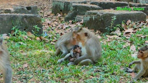 Time to weaning milk not small baby any more! Little Destiny cry rolling request milk from mom unti
