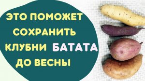 Как хранить батат зимой