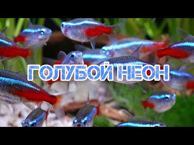 ГОЛУБОЙ НЕОН. УСЛОВИЯ СОДЕРЖАНИЯ И РАЗМНОЖЕНИЕ В АКВАРИУМЕ