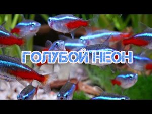 ГОЛУБОЙ НЕОН. УСЛОВИЯ СОДЕРЖАНИЯ И РАЗМНОЖЕНИЕ В АКВАРИУМЕ