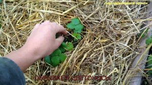Уход за клубникой за маточными кустами.Размножение клубники усами.часть 1