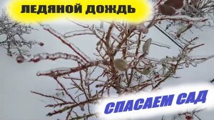 Спасаем яблони,груши,кустарники от ледяного дождя.Сучки и ветки ломаются,что делать