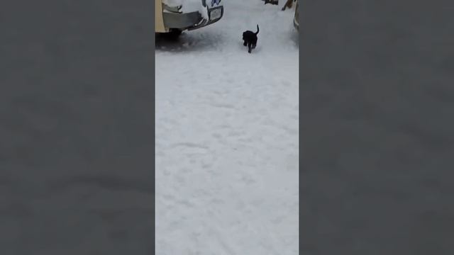 Щенки РЧТ гуляют смотреть онлайн