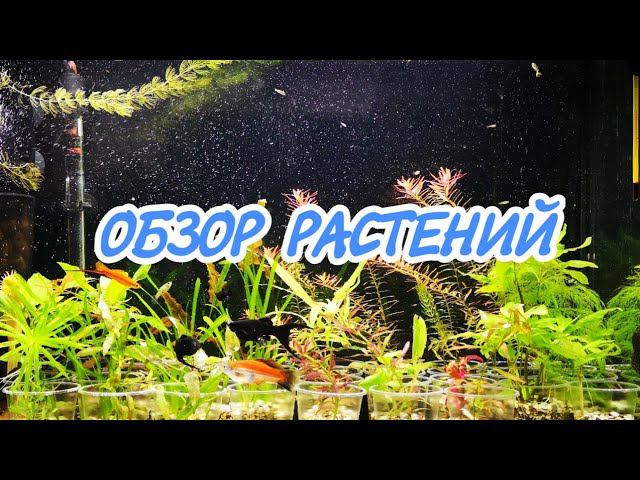 ОБЗОР РОСТА РАСТЕНИЙ. смотреть онлайн