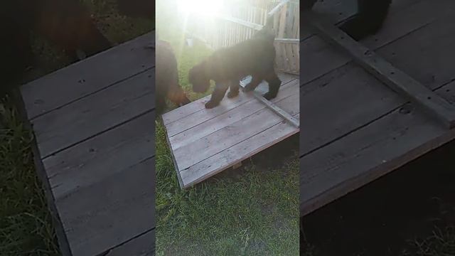 VID 20180722 195734 смотреть онлайн