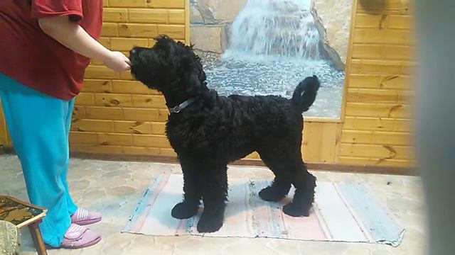 Вирджин смотреть онлайн
