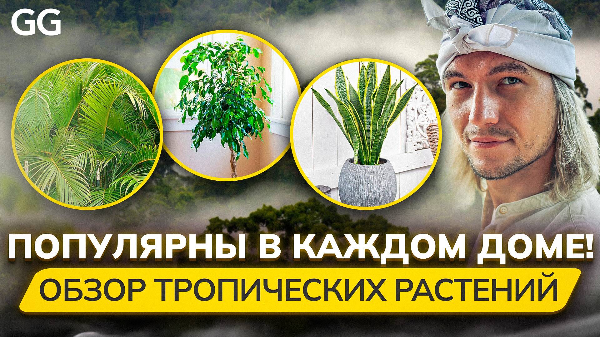 Эти растения РАСТУТ У НАС ДОМА! Обзор популярных растений на Бали. Отличия посадки, виды, гибриды смотреть онлайн